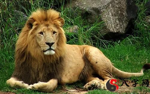 梦见狮子很温顺