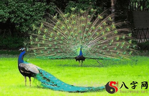 梦见孔雀开屏 梦见孔雀开屏