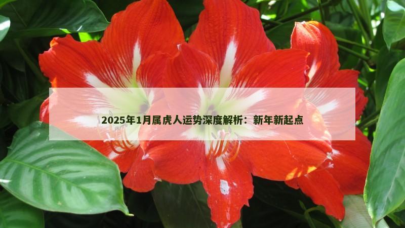 2025年1月属虎人运势深度解析：新年新起点