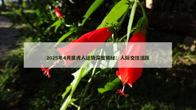 2025年4月属虎人运势深度揭秘：人际交往活跃