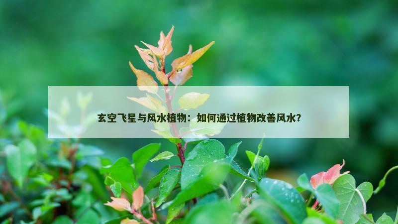 玄空飞星与风水植物：如何通过植物改善风水？