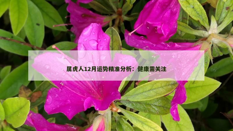属虎人12月运势精准分析:健康需关注