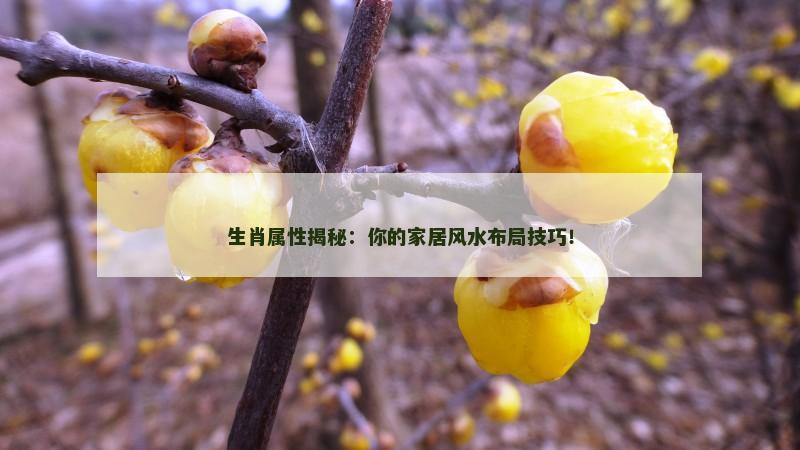 生肖属性揭秘:你的家居风水布局技巧!
